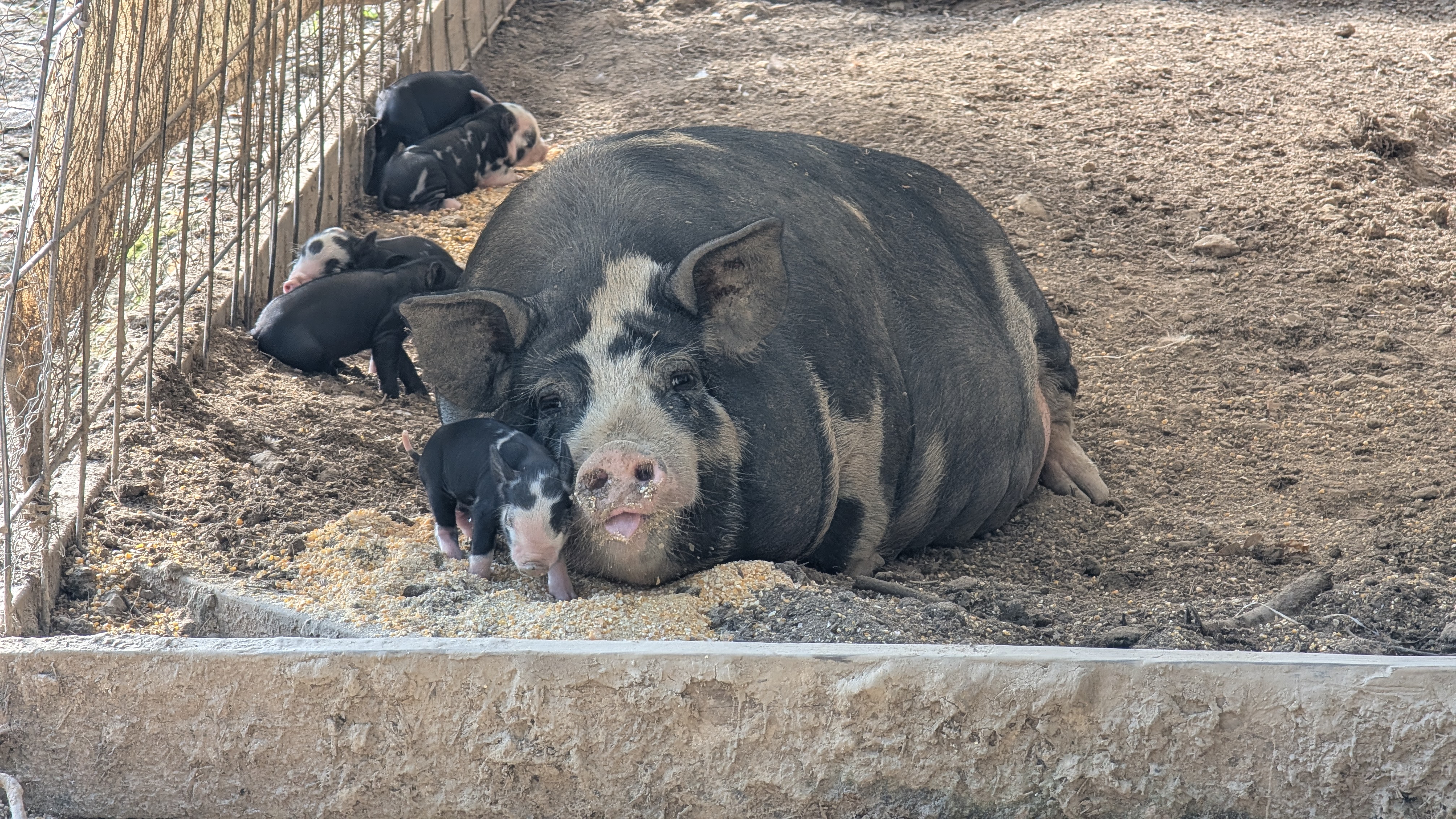 Livestock