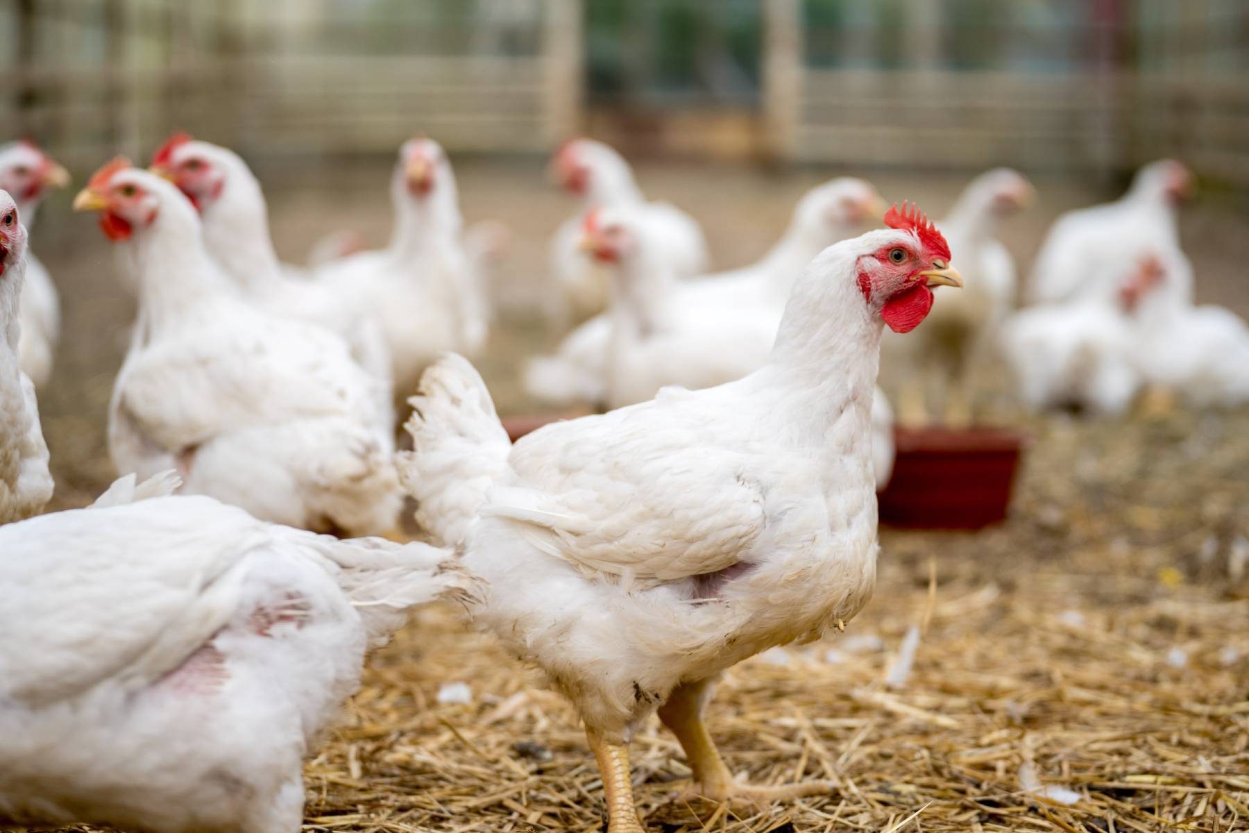Poultry